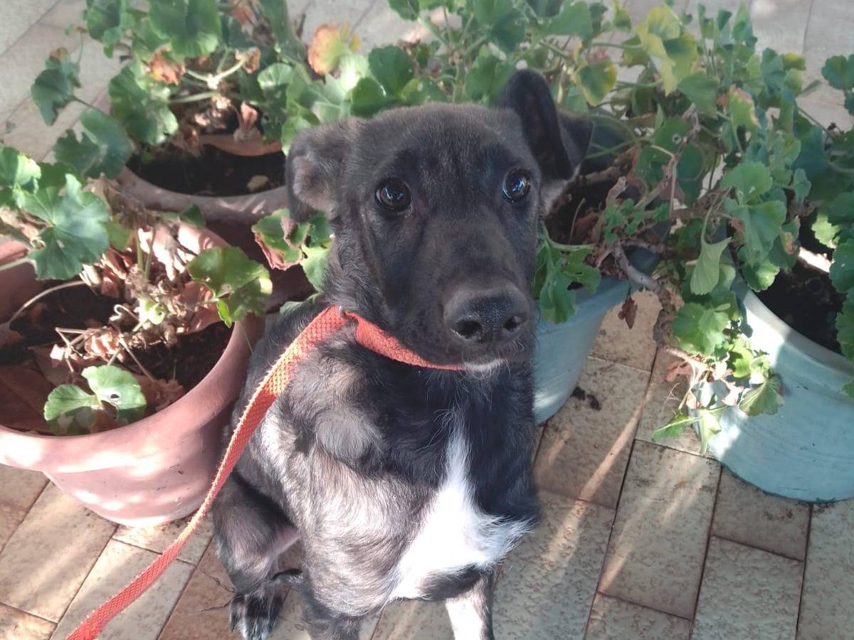 Vuoi adottare un cane a Avellino?