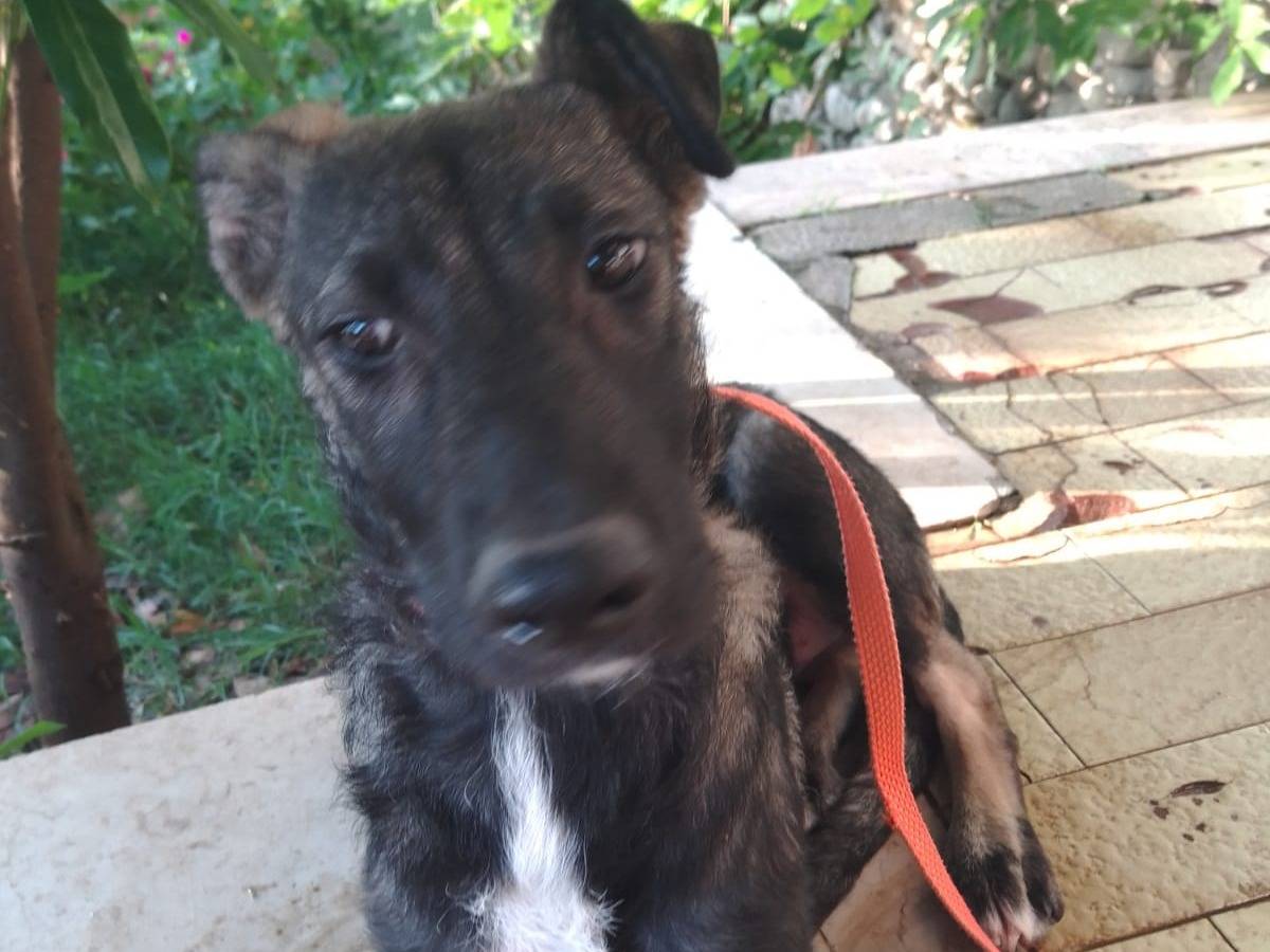 Adotta il cane ERA a Avellino