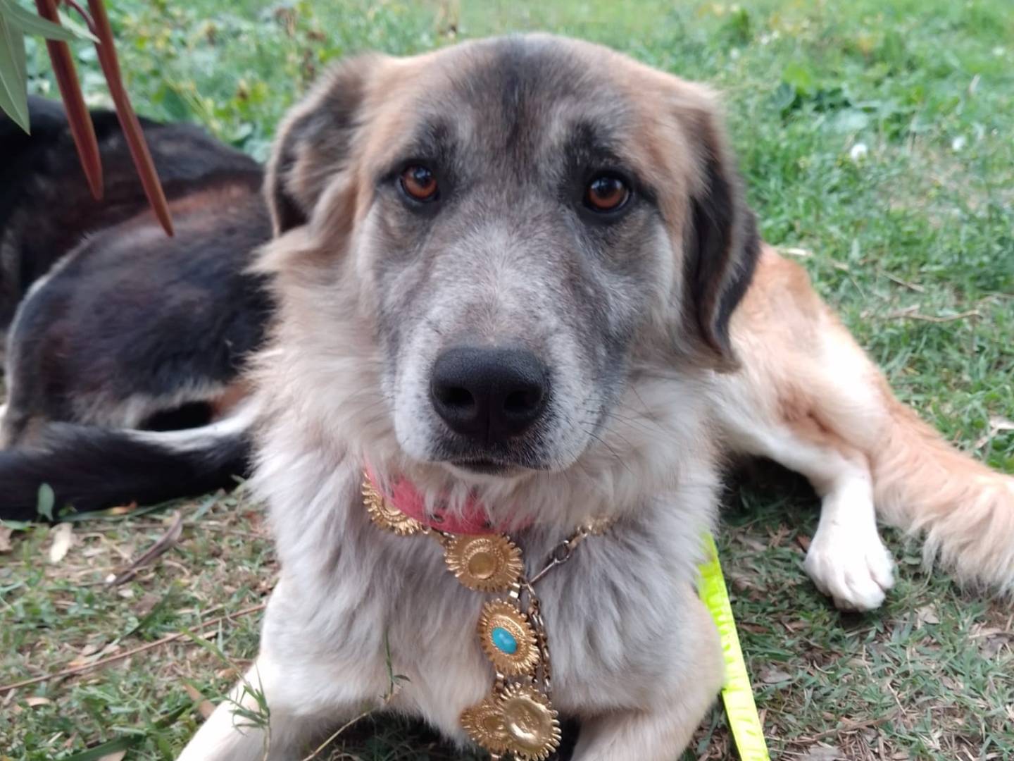 Adozione cane, maschio, Razza sconosciuta Razza sconosciuta, 4 anni e 1 mese, taglia grande, Avellino