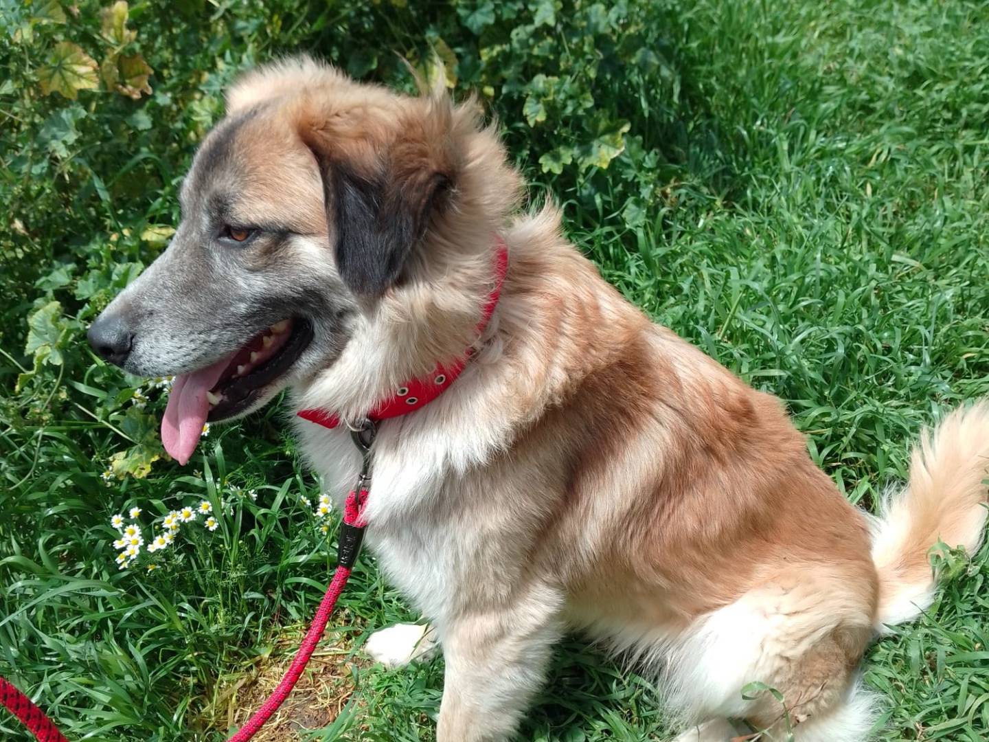 Adotta un cane, maschio, 4 anni e 1 mese, Avellino