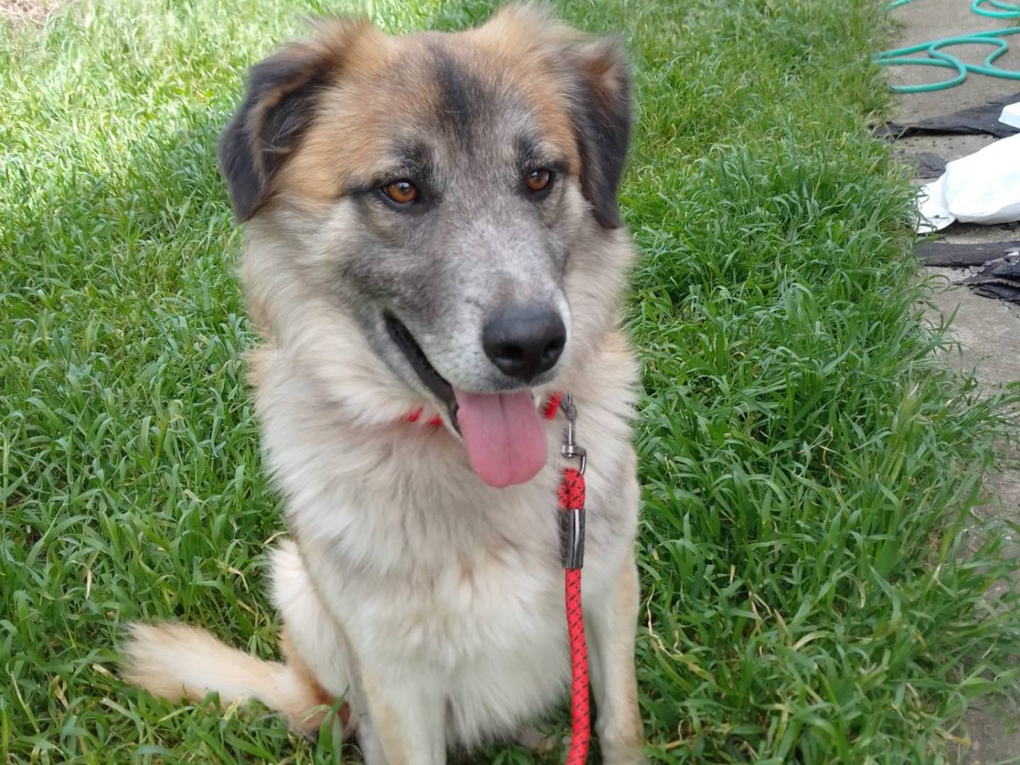 Adotta un cane, taglia grande, maschio, Avellino