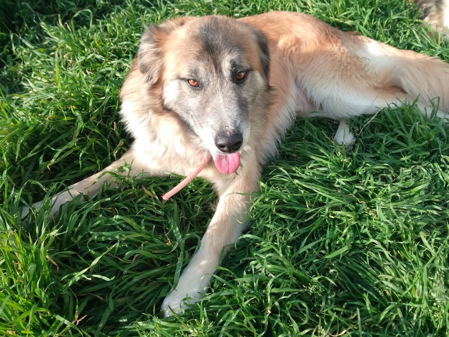 Vuoi adottare un cane a Avellino?