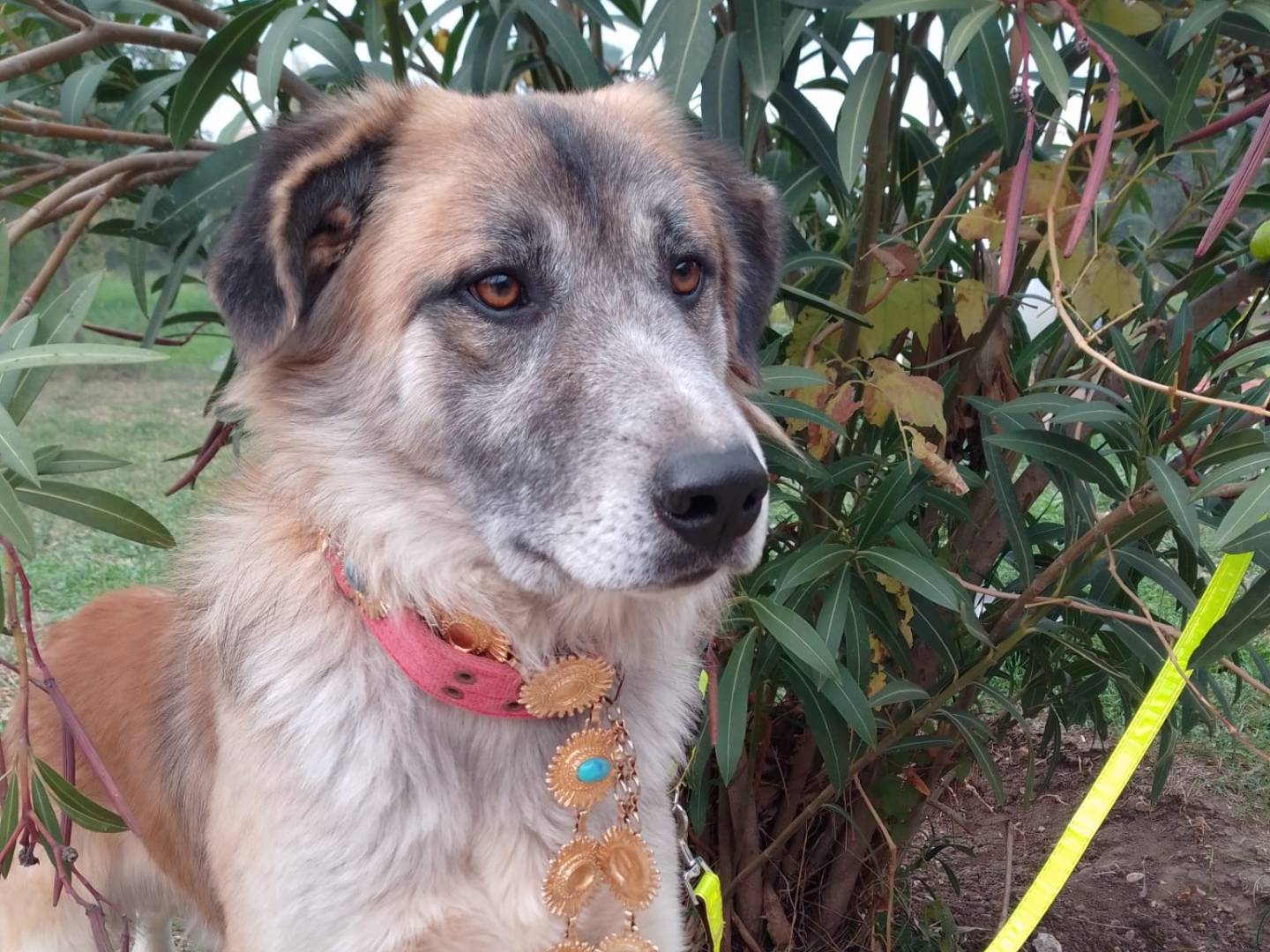 Adotta il cane THOR a Avellino