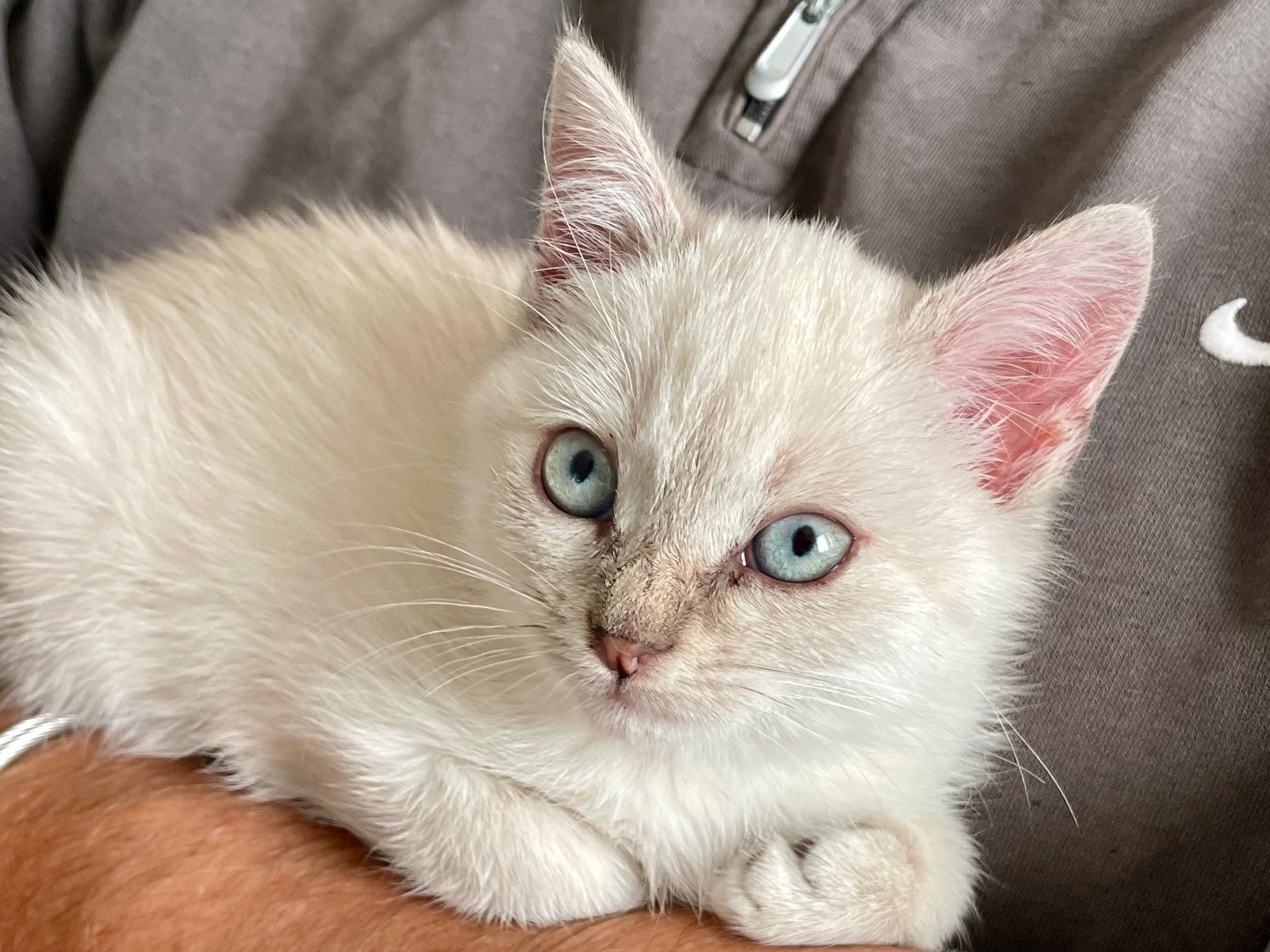 Adozione gatto, femmina, Razza sconosciuta Razza sconosciuta, 2 mesi, taglia non valida, Padova