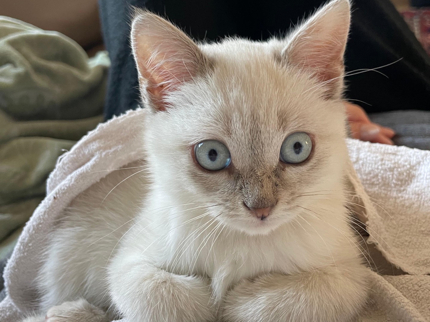 Adotta un gatto, taglia non valida, femmina, Padova