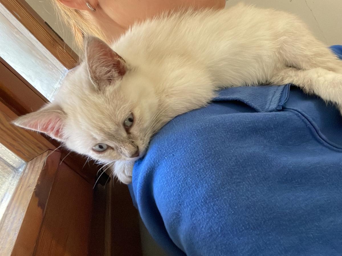 Vuoi adottare un gatto a Padova?