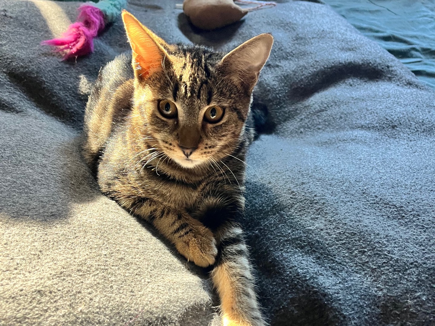 Adozione gatto, femmina, Razza sconosciuta Razza sconosciuta, 6 mesi, taglia non valida, Padova