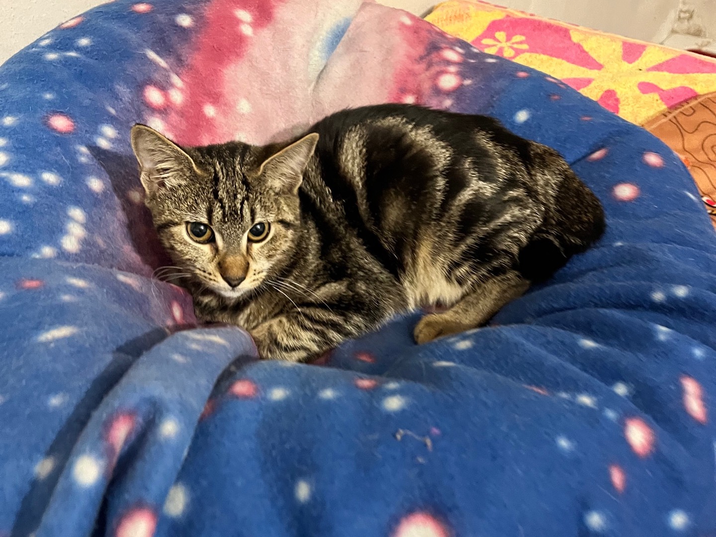 Adotta un gatto, femmina, 6 mesi, Padova