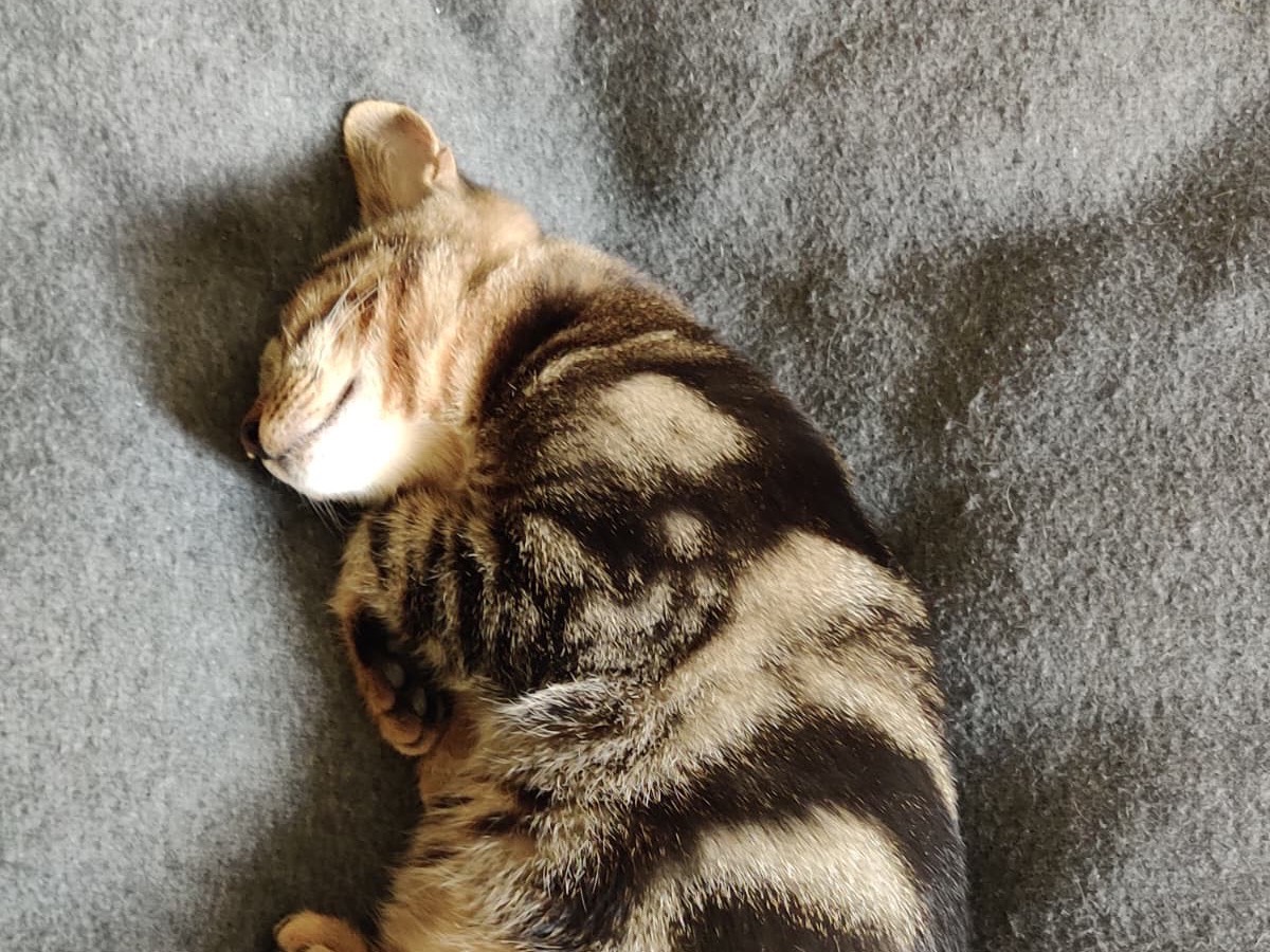 Adotta un gatto, taglia non valida, femmina, Padova