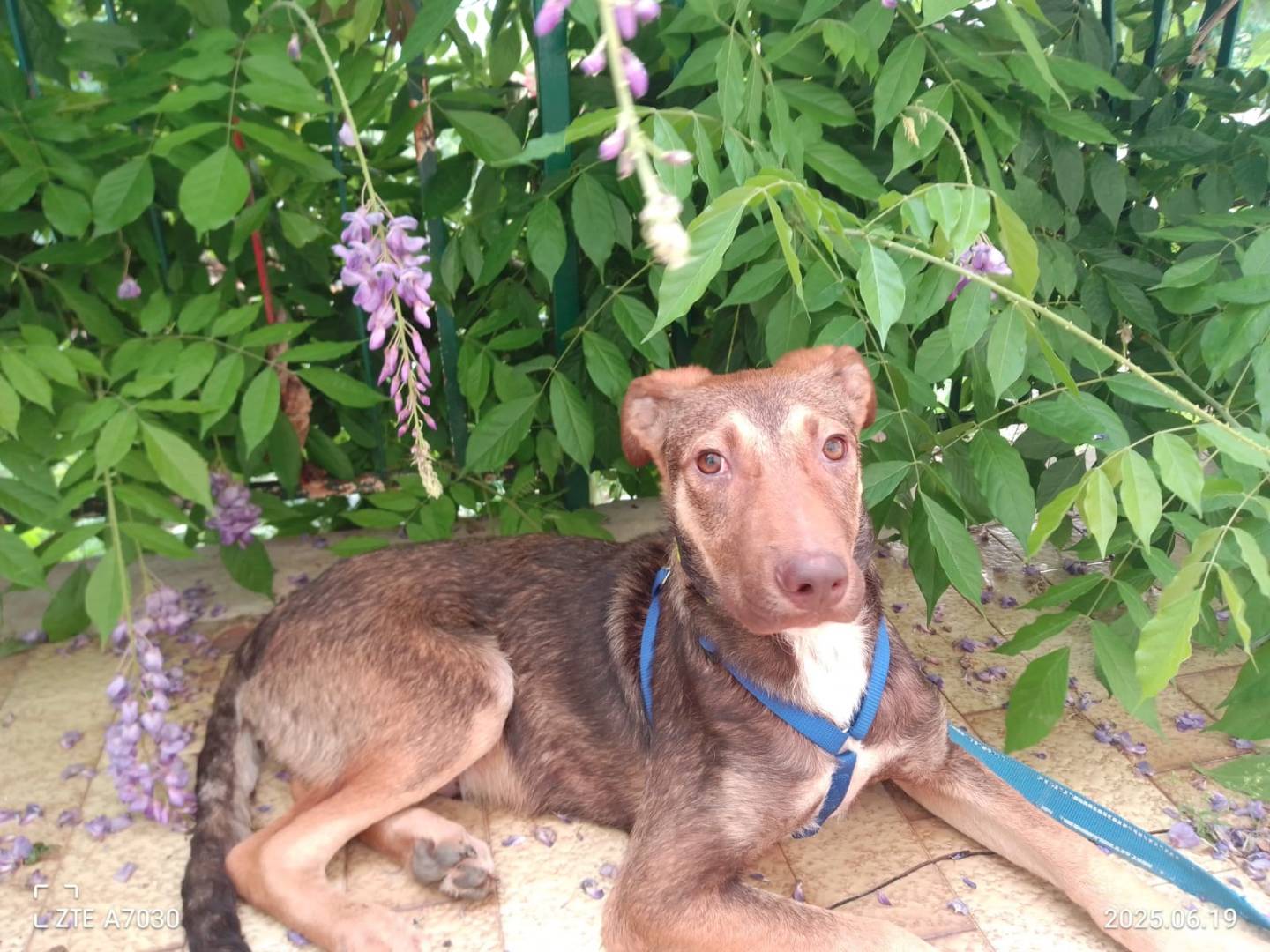 Adozione cane, maschio, Razza sconosciuta Razza sconosciuta, 10 mesi, taglia media, Avellino