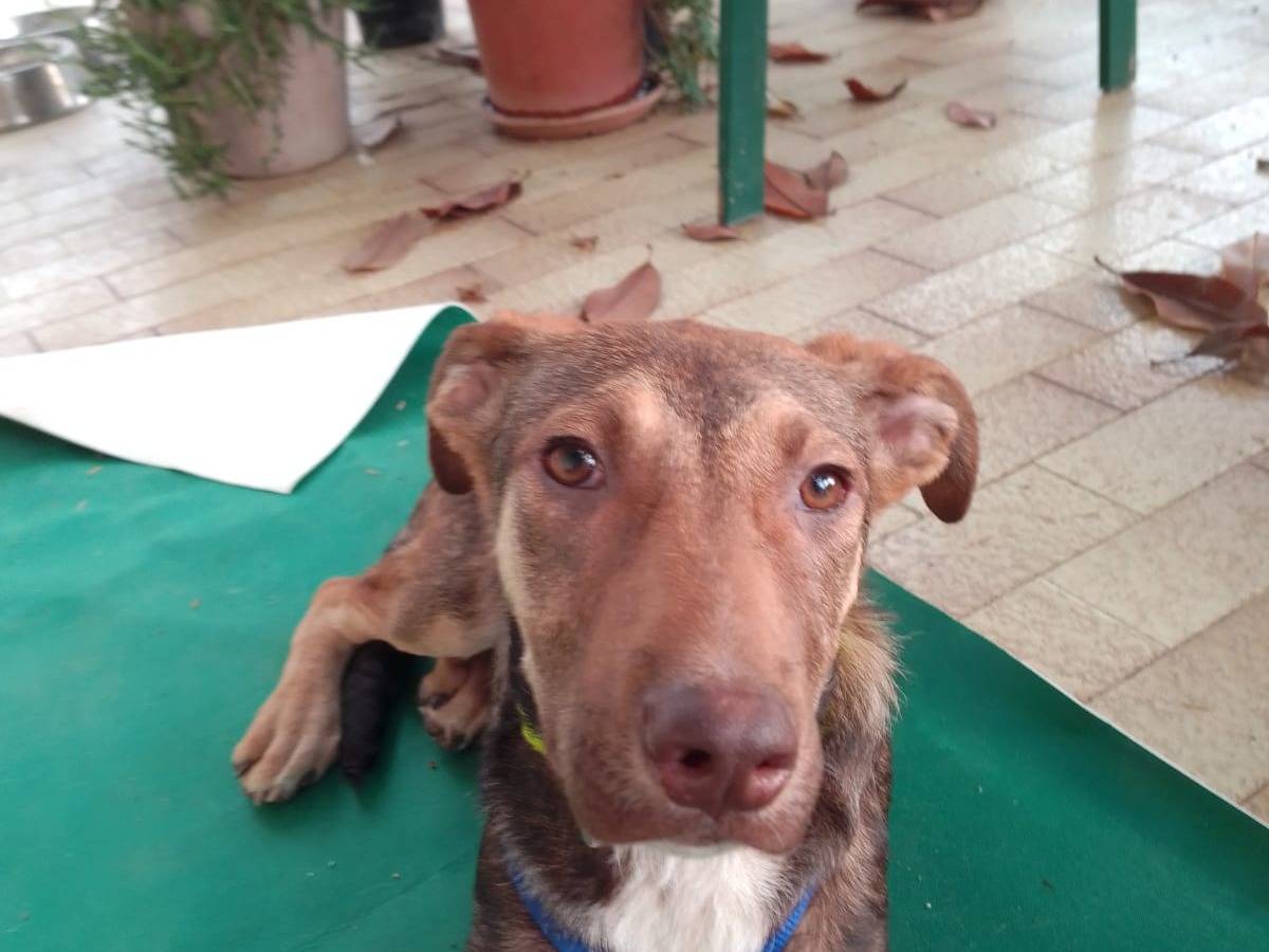 Adotta un cane, maschio, 10 mesi, Avellino