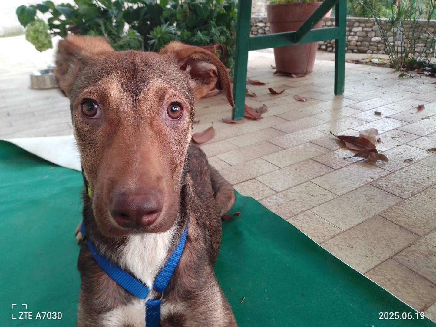 Vuoi adottare un cane a Avellino?