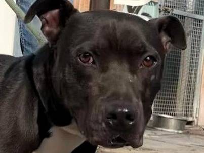 Adozione cane, maschio, Razza sconosciuta Razza sconosciuta, 1 anno e 2 mesi, taglia media, Milano