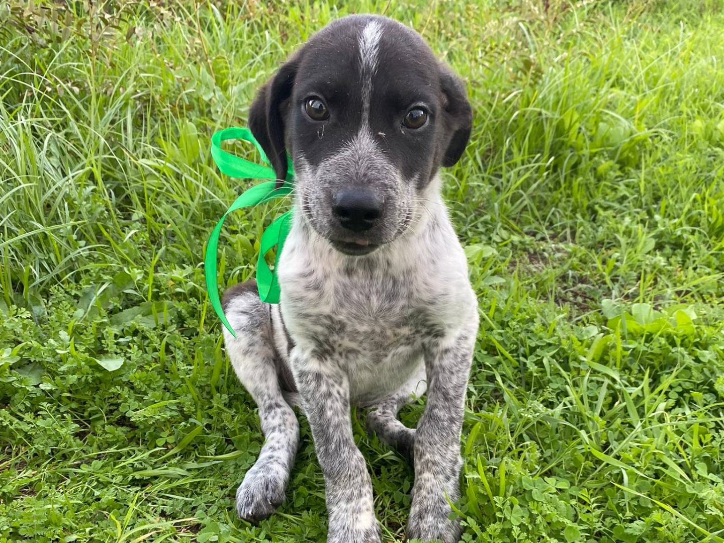 Adozione cane, maschio, Razza sconosciuta Razza sconosciuta, 2 mesi, taglia media, Monza