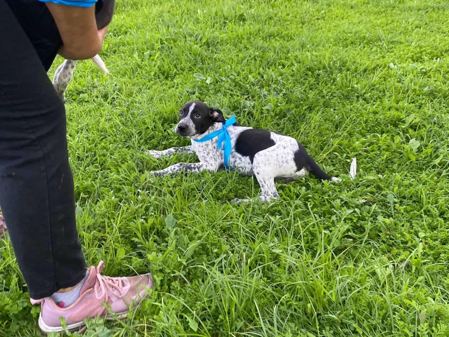 Adotta un cane, maschio, 2 mesi, Monza