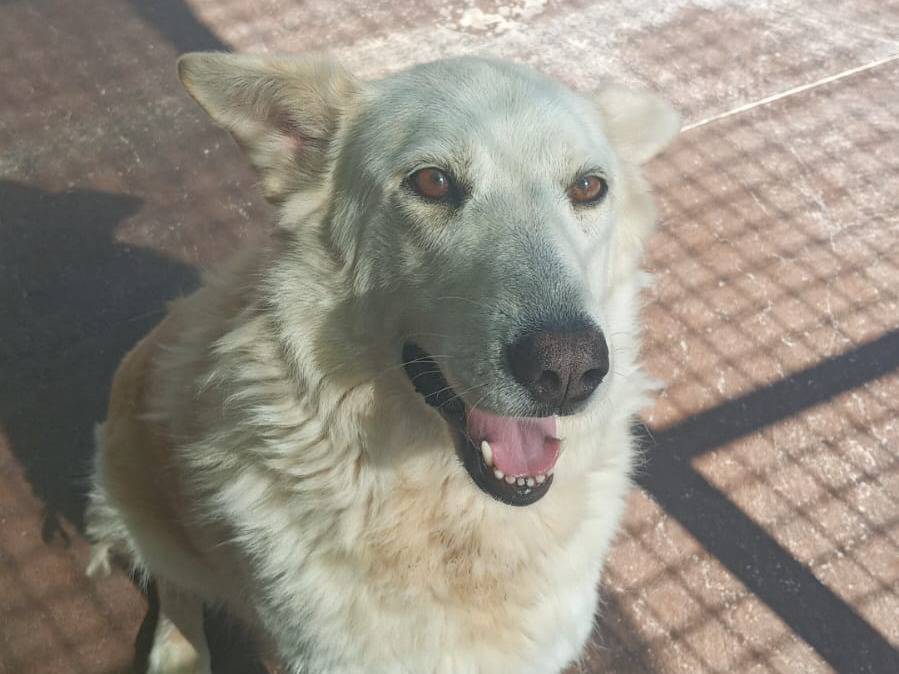 Adozione cane, femmina, Razza sconosciuta Razza sconosciuta, 5 anni e 7 mesi, taglia media, Viterbo