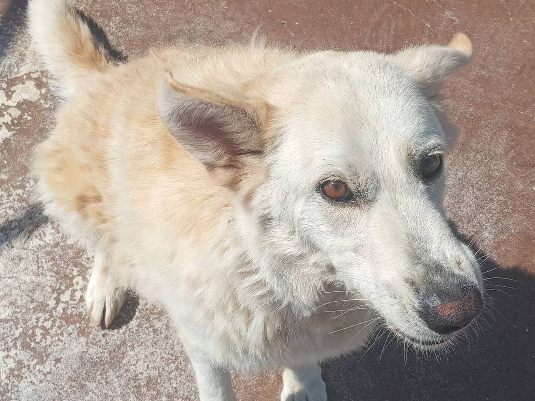 Adotta un cane, femmina, 5 anni e 7 mesi, Viterbo