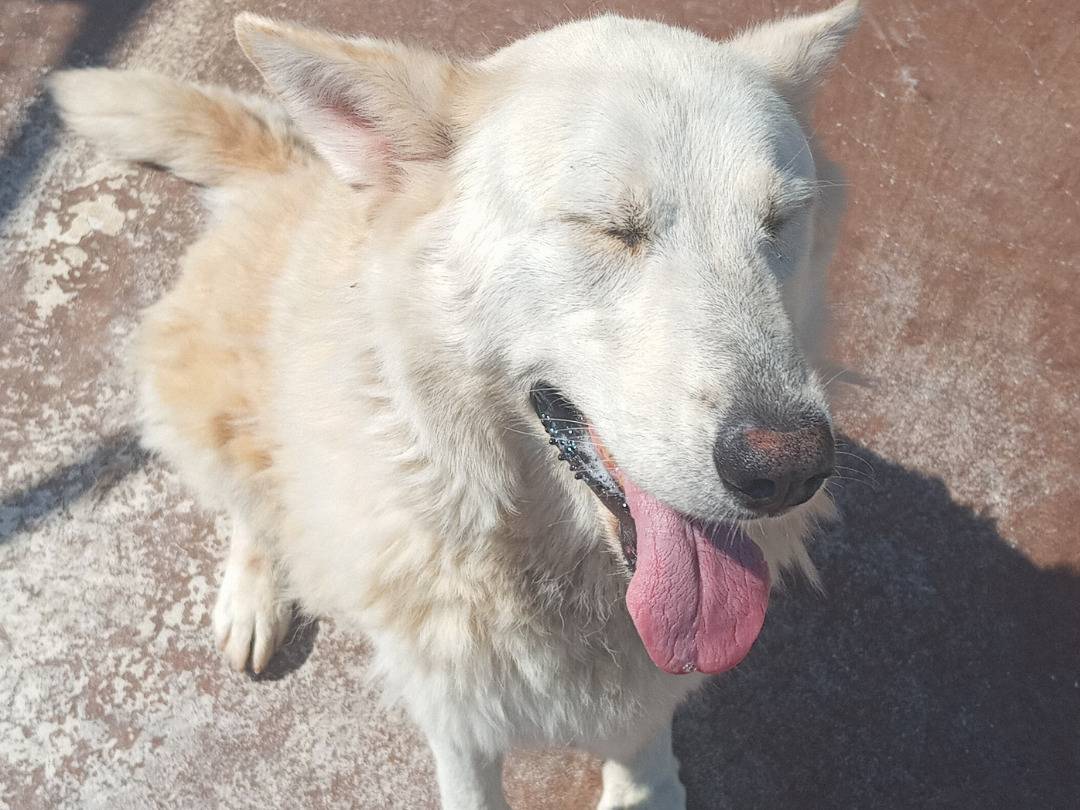 Adotta un cane, taglia media, femmina, Viterbo