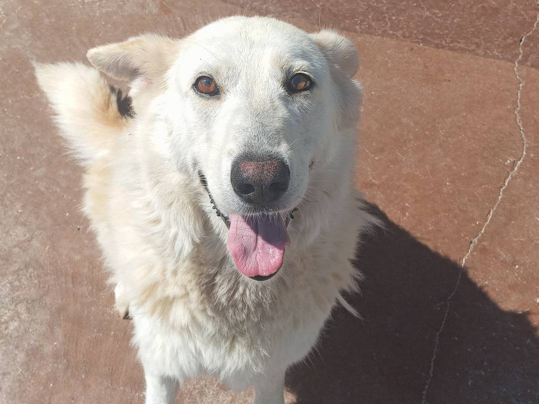 Vuoi adottare un cane a Viterbo?