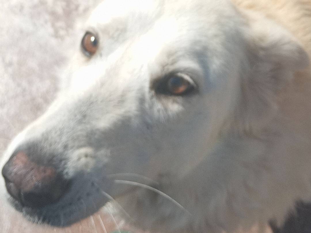 Adotta il cane PUPA a Viterbo