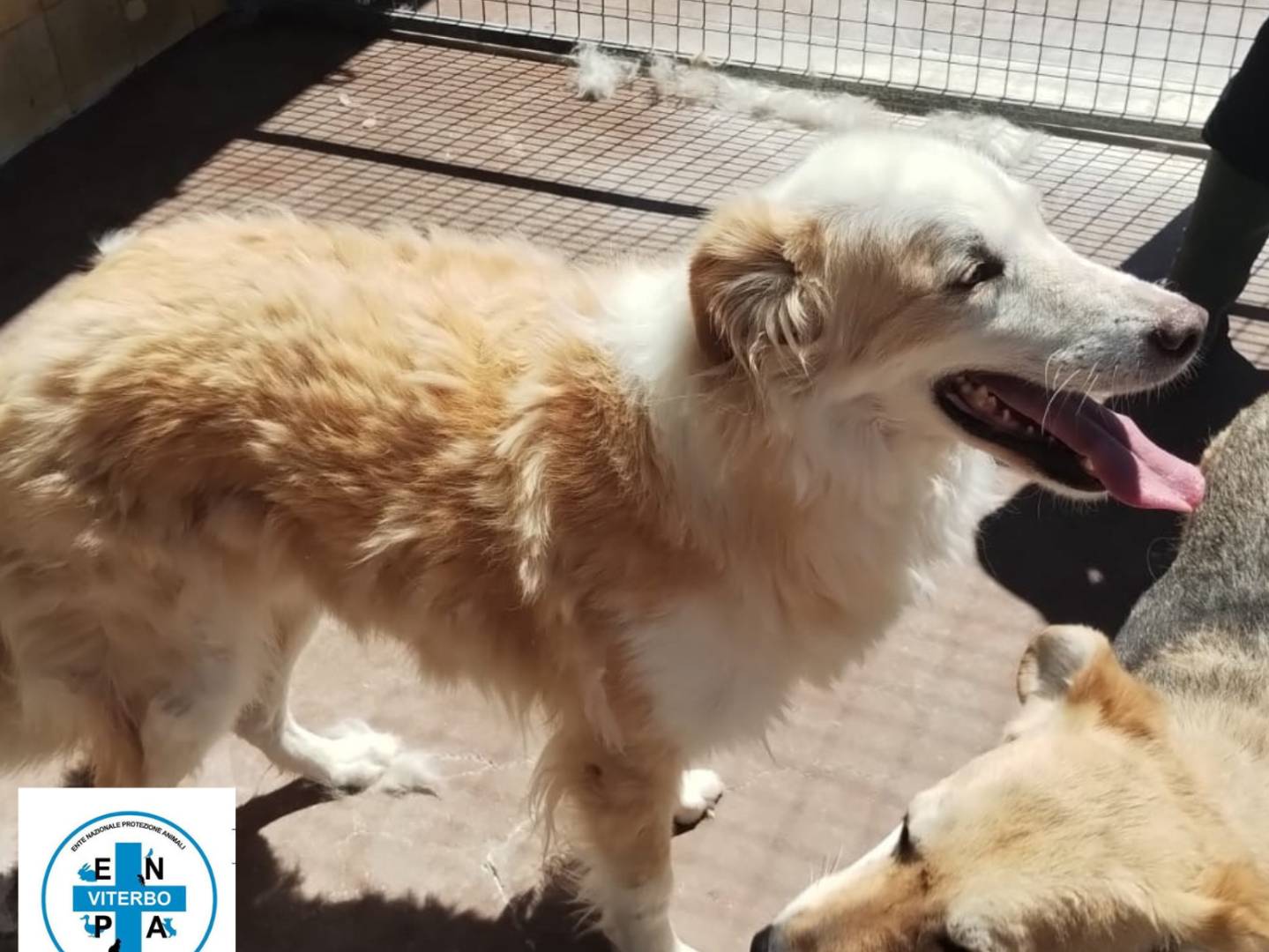 Adozione cane, femmina, Razza sconosciuta Razza sconosciuta, 8 anni e 10 mesi, taglia media, Viterbo