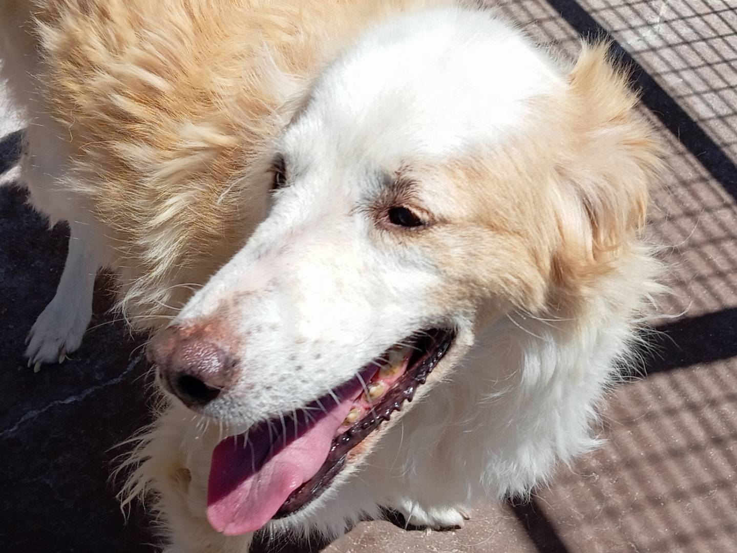 Adotta un cane, femmina, 8 anni e 10 mesi, Viterbo