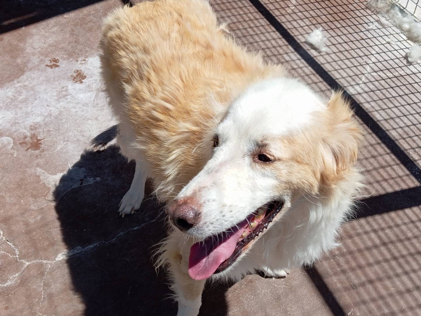 Vuoi adottare un cane a Viterbo?