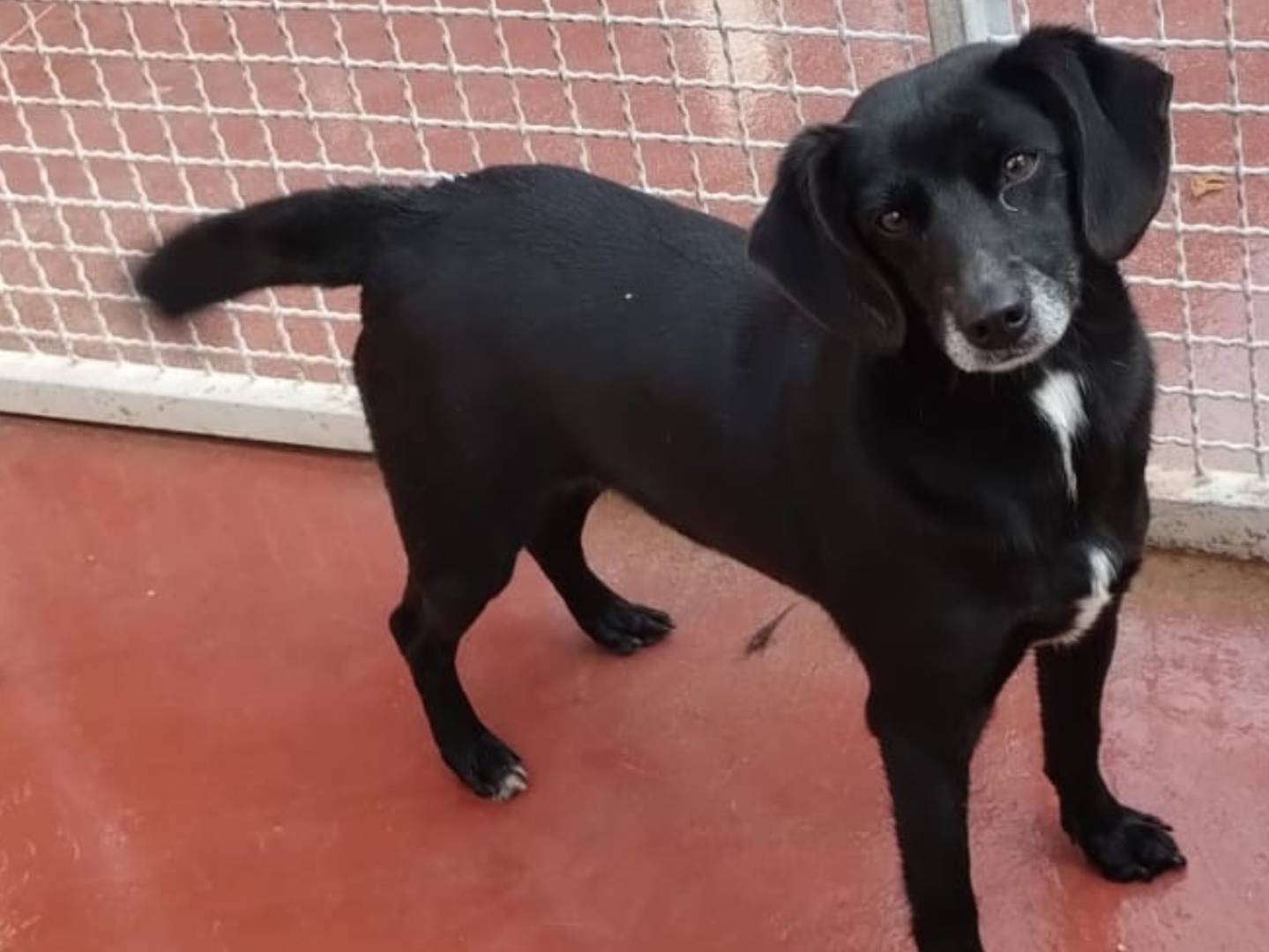 Adozione cane, maschio, Razza sconosciuta Razza sconosciuta, 6 anni e 5 mesi, taglia media contenuta, Viterbo