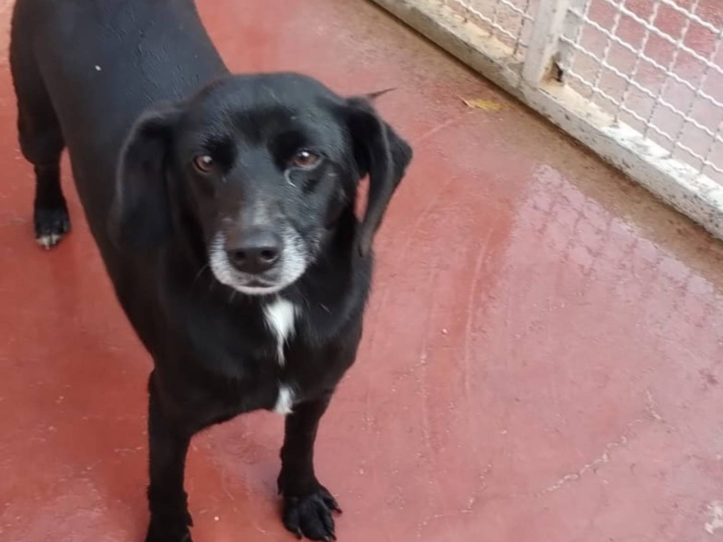 Adotta un cane, maschio, 6 anni e 5 mesi, Viterbo