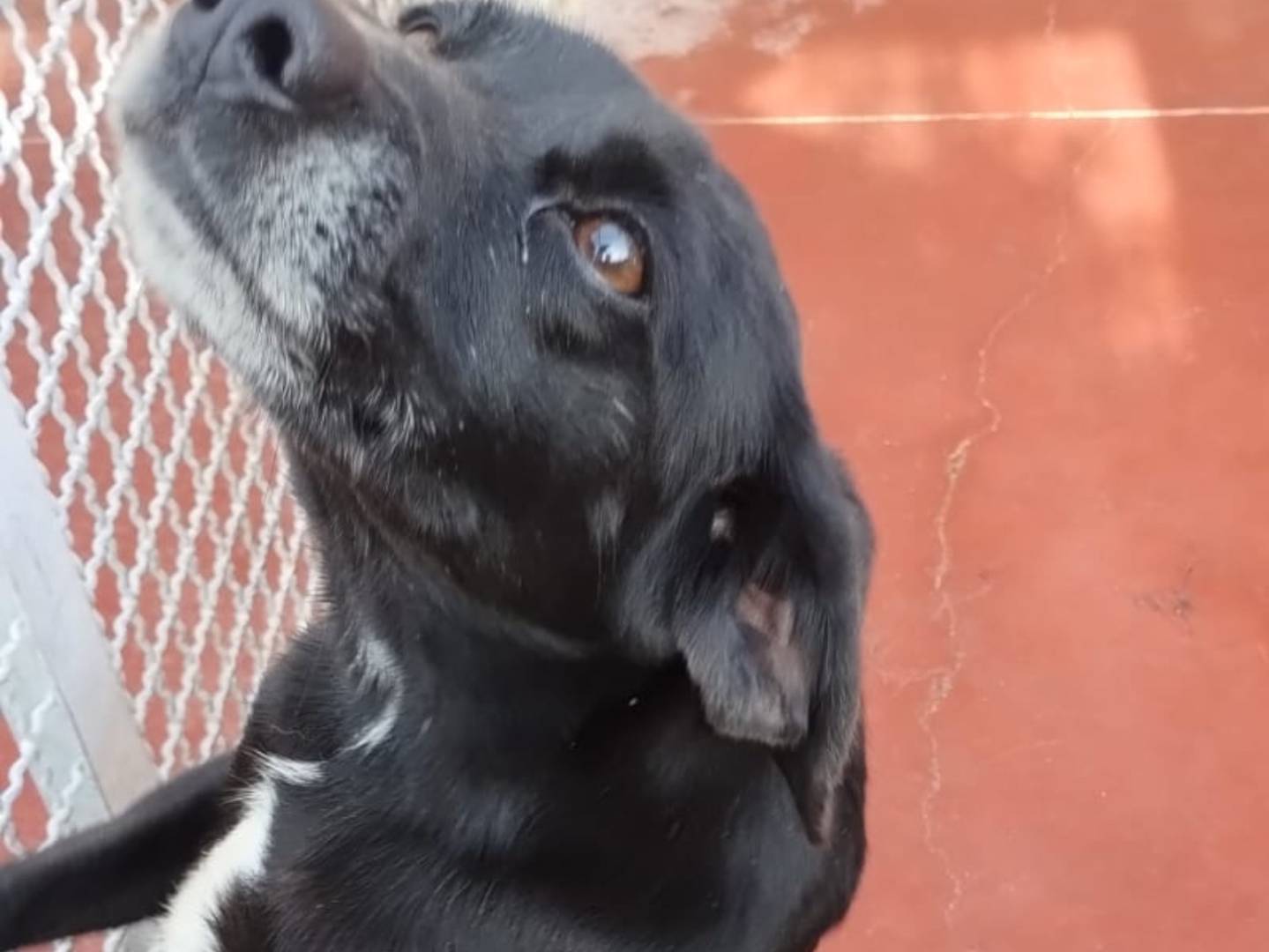 Adotta un cane, taglia media contenuta, maschio, Viterbo