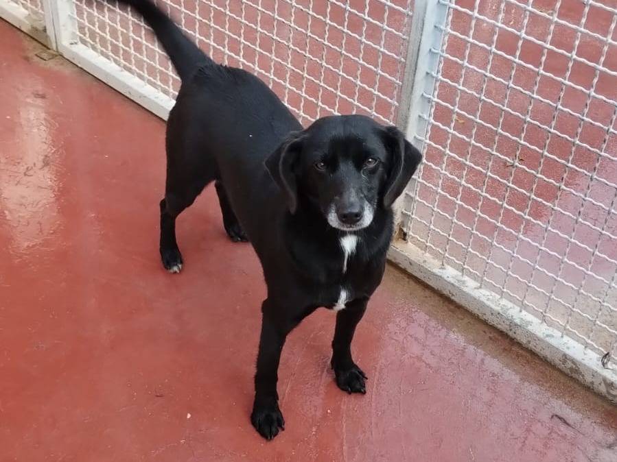 Adotta il cane Noir a Viterbo