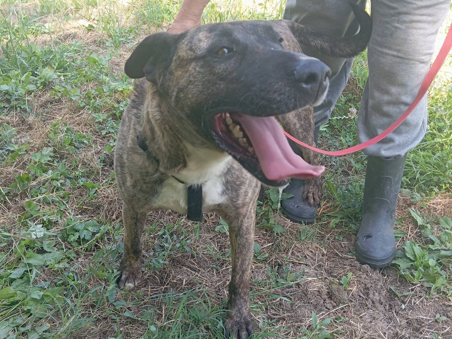 Adozione cane, maschio, Corso Razza sconosciuta, 4 anni e 8 mesi, taglia grande, Viterbo