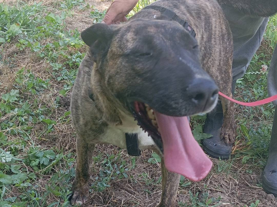 Adotta un cane, maschio, 4 anni e 8 mesi, Viterbo
