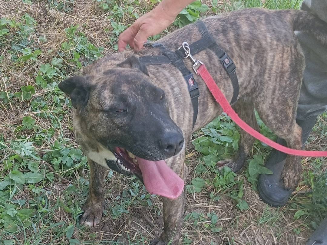 Vuoi adottare un cane a Viterbo?