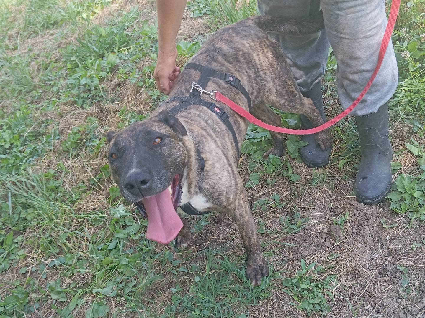 Adotta il cane BERRY a Viterbo