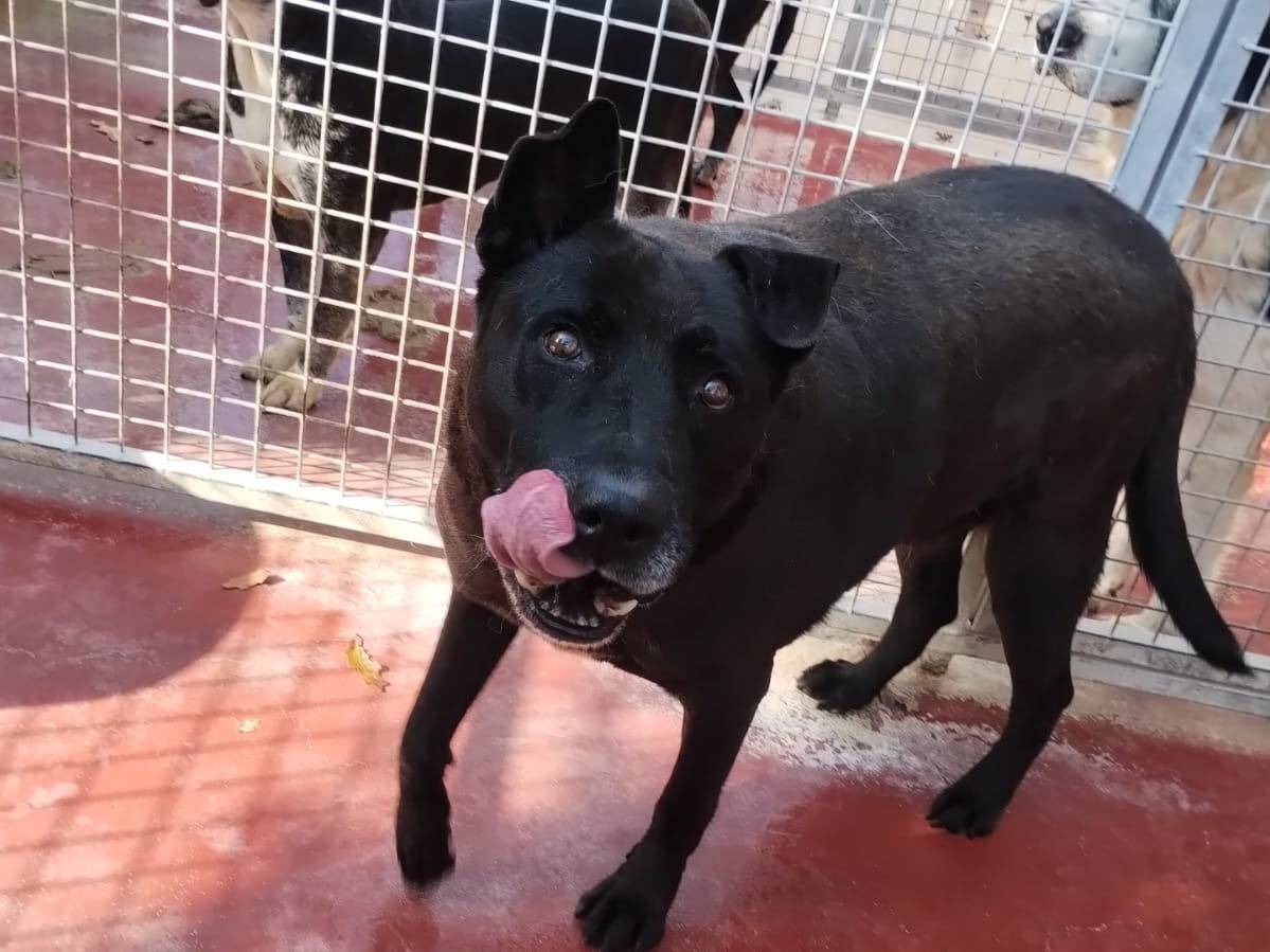 Adozione cane, maschio, Pitbull Razza sconosciuta, 13 anni e 10 mesi, taglia grande, Viterbo