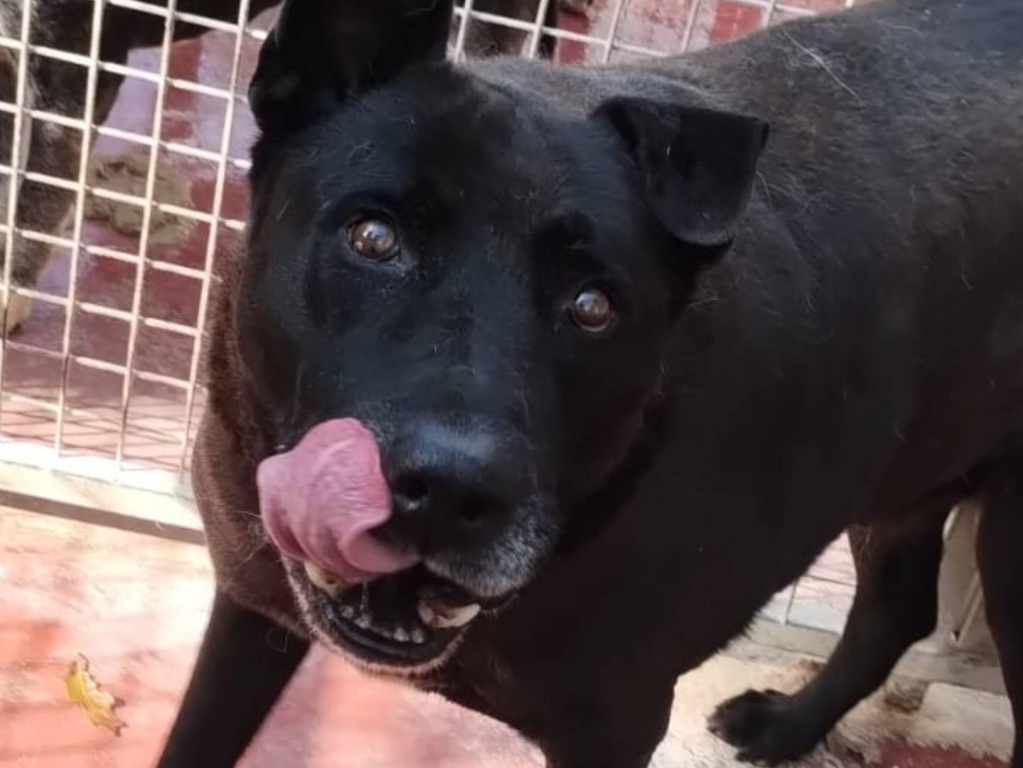 Adotta un cane, maschio, 13 anni e 10 mesi, Viterbo