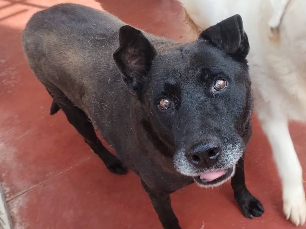 Vuoi adottare un cane a Viterbo?