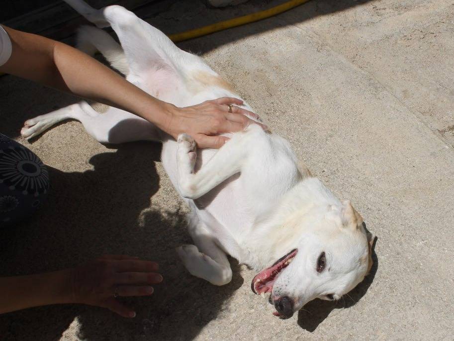 Vuoi adottare un cane a Agrigento?