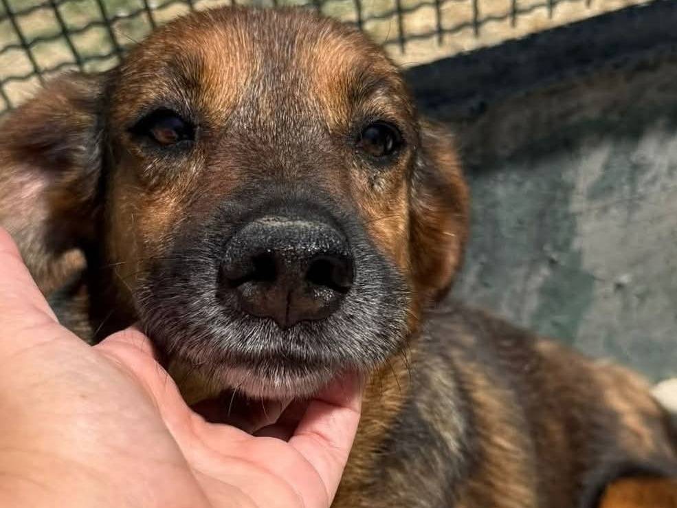 Adozione cane, femmina, Razza sconosciuta Razza sconosciuta, 9 anni e 9 mesi, taglia media contenuta, Agrigento