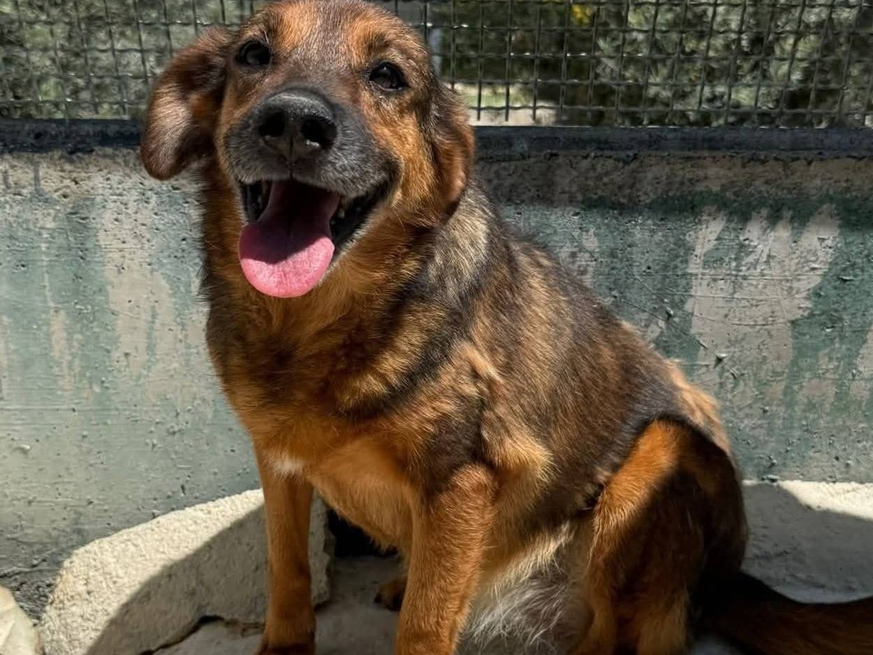 Adotta un cane, femmina, 9 anni e 9 mesi, Agrigento