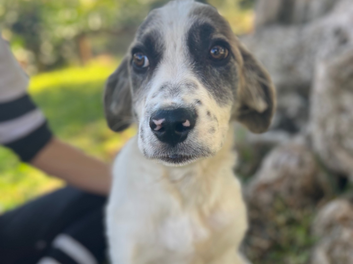 Adozione cane, maschio, Razza sconosciuta Razza sconosciuta, 4 mesi, taglia media, Siracusa