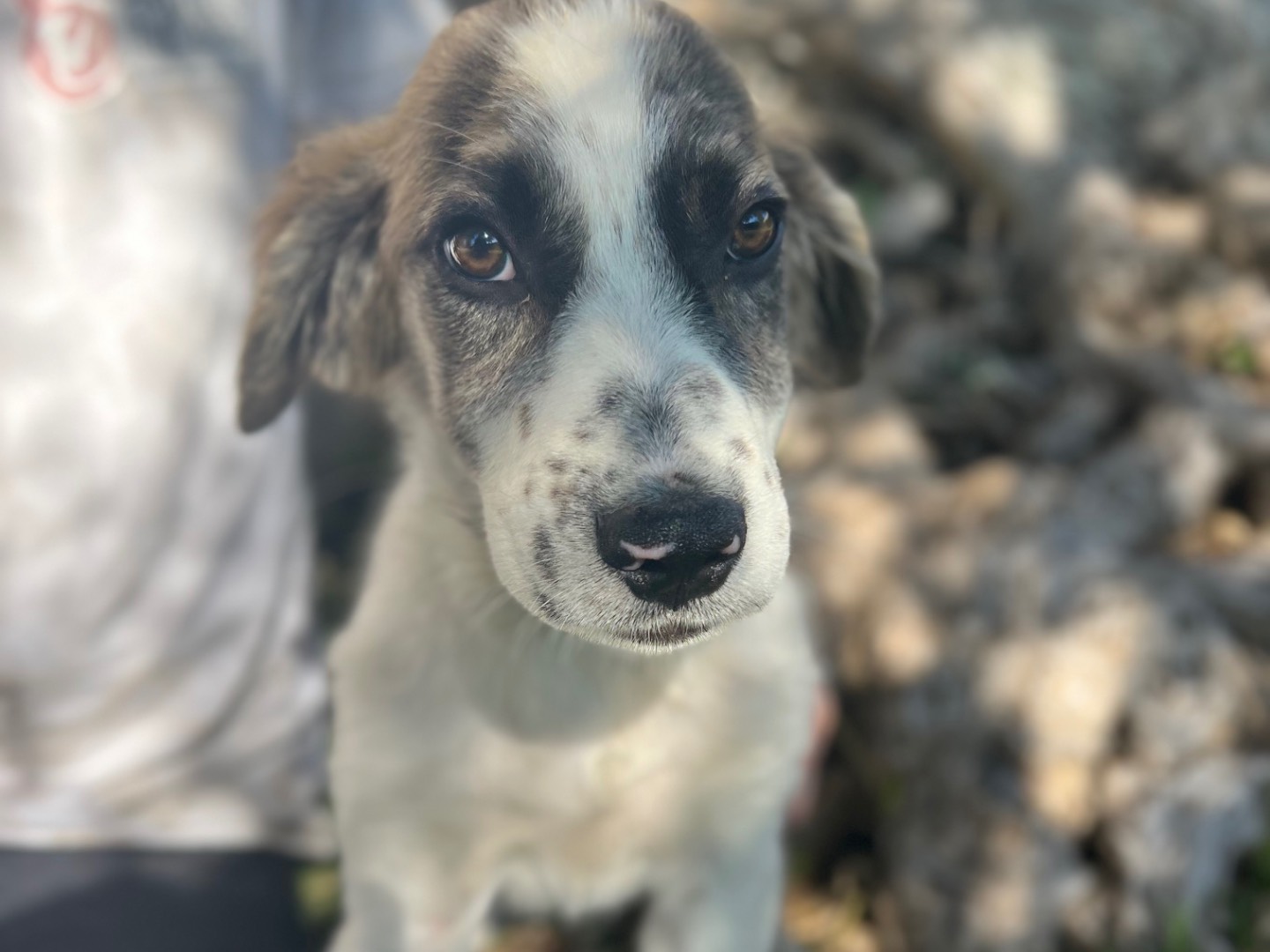 Adotta un cane, maschio, 4 mesi, Siracusa