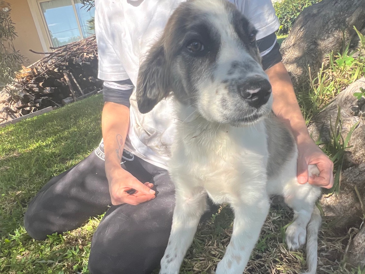 Adotta un cane, taglia media, maschio, Siracusa