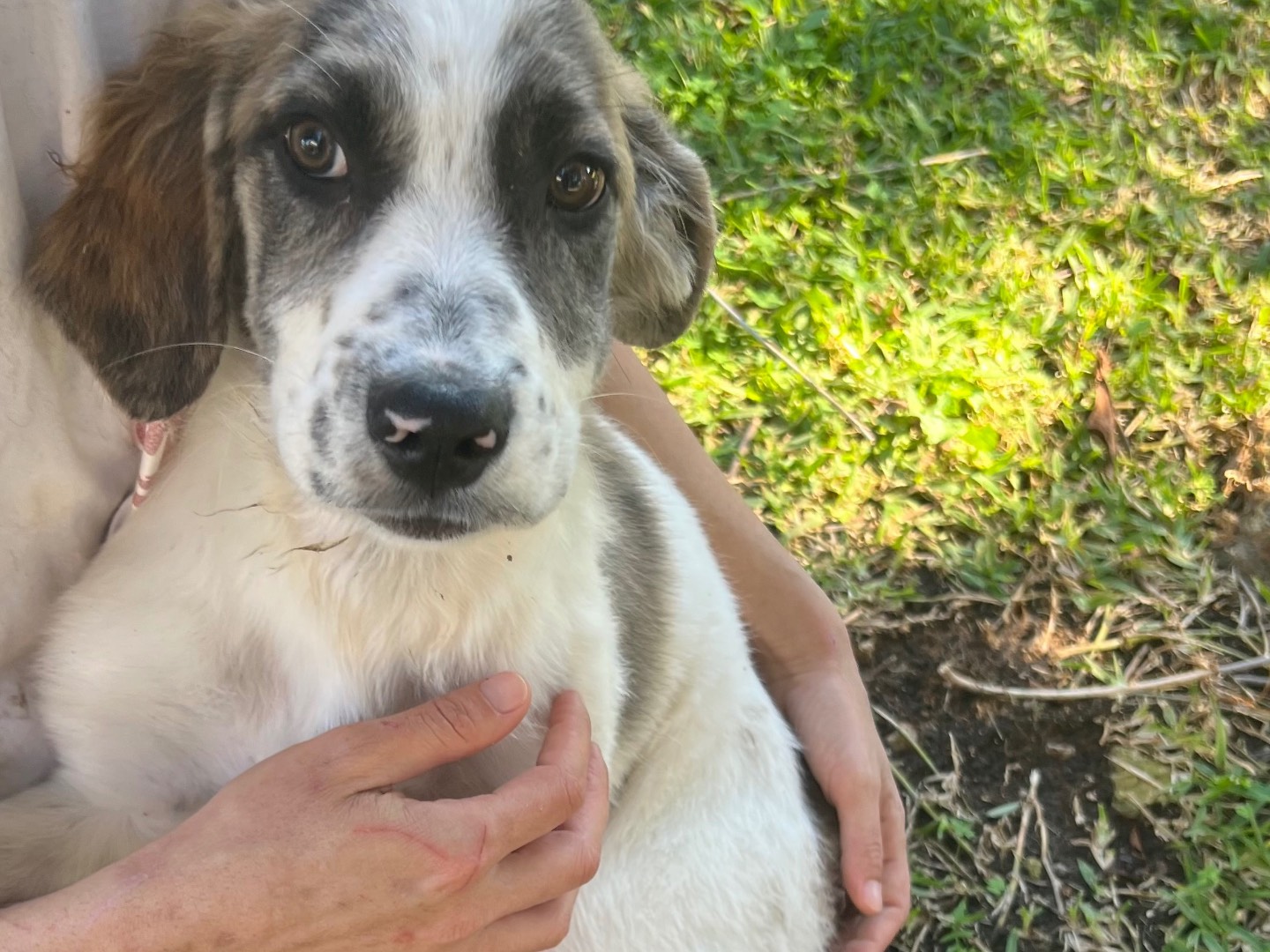 Vuoi adottare un cane a Siracusa?