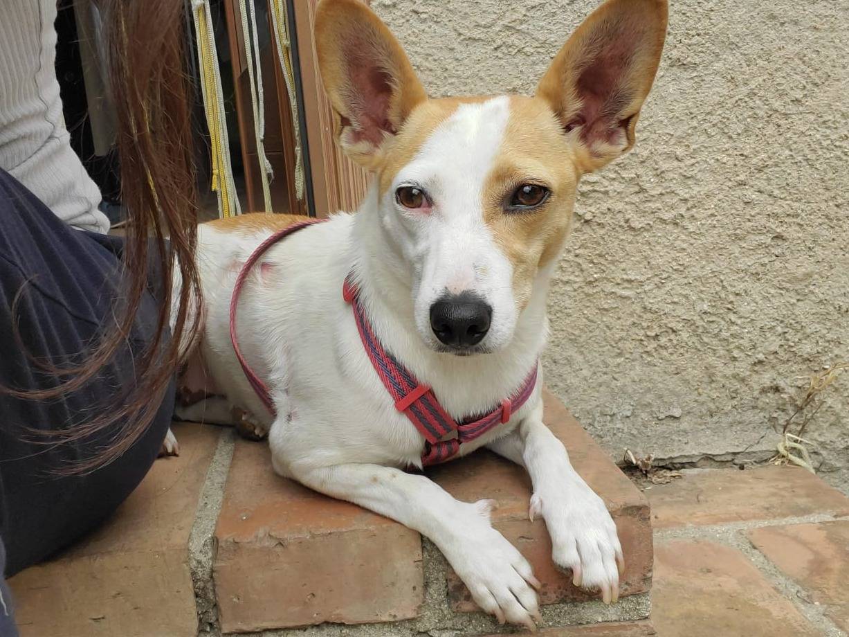 Adozione cane, femmina, Jack Russell Terrier Razza sconosciuta, 4 anni, taglia piccola, Varese