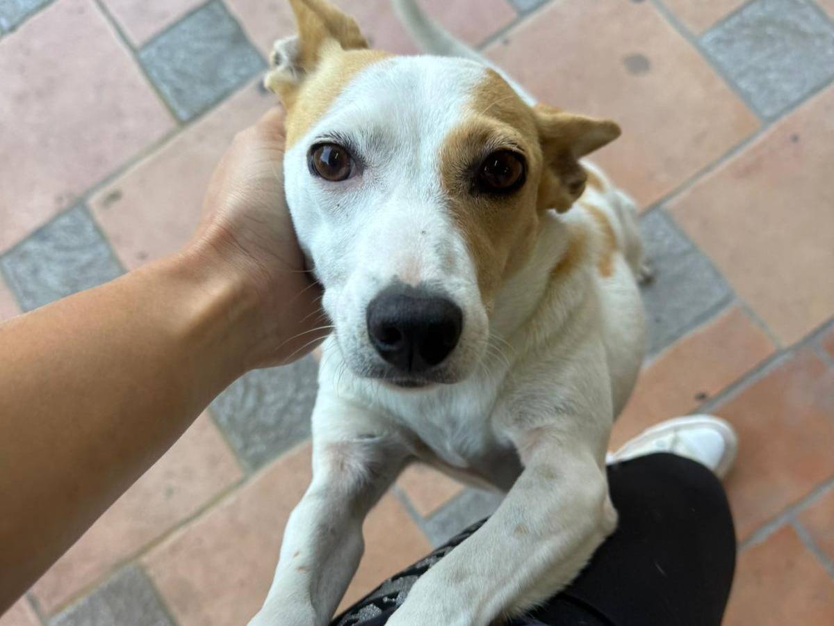 Adotta un cane, femmina, 4 anni, Varese