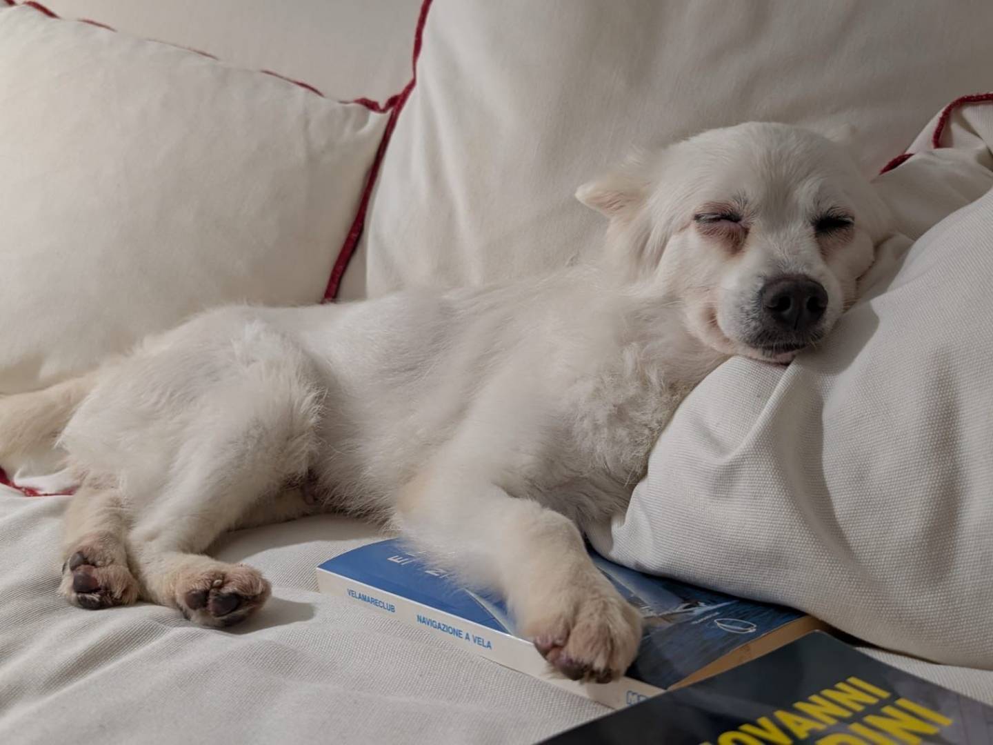 Adozione cane, femmina, Razza sconosciuta Razza sconosciuta, 4 anni, taglia piccola, Milano