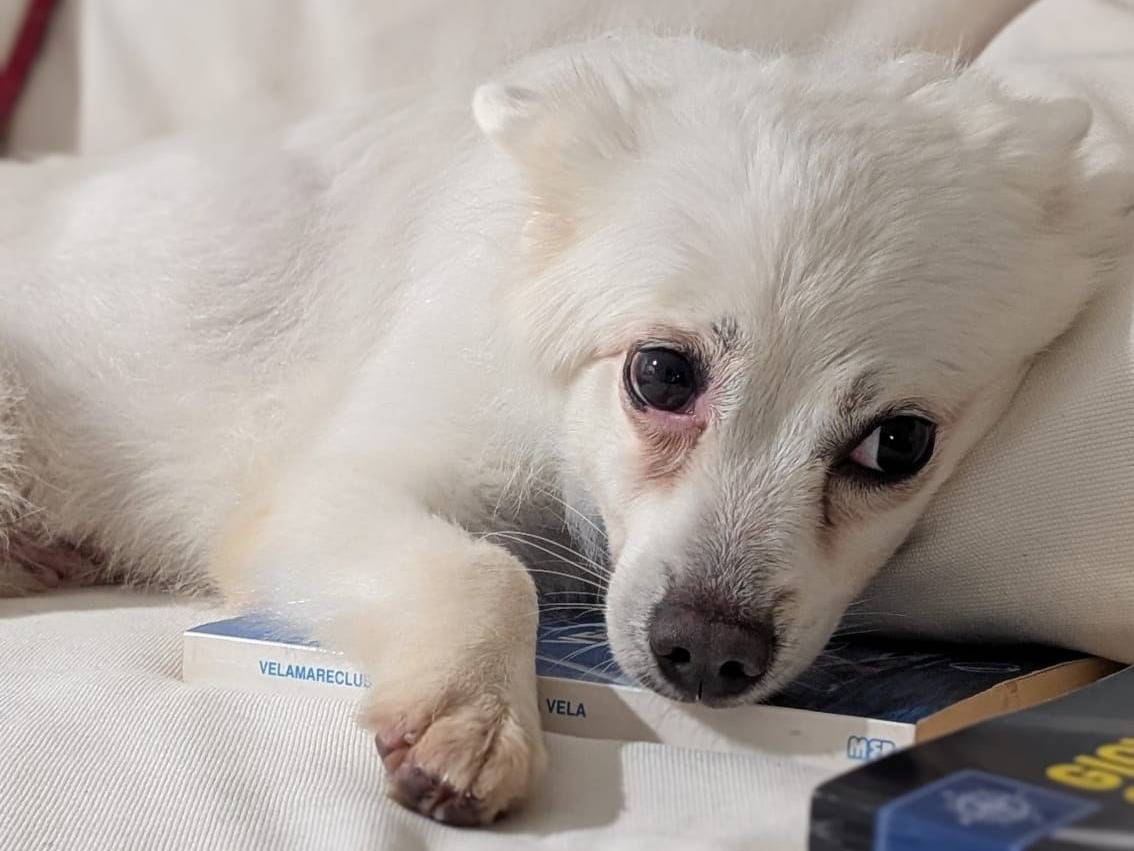 Adotta un cane, femmina, 4 anni, Milano