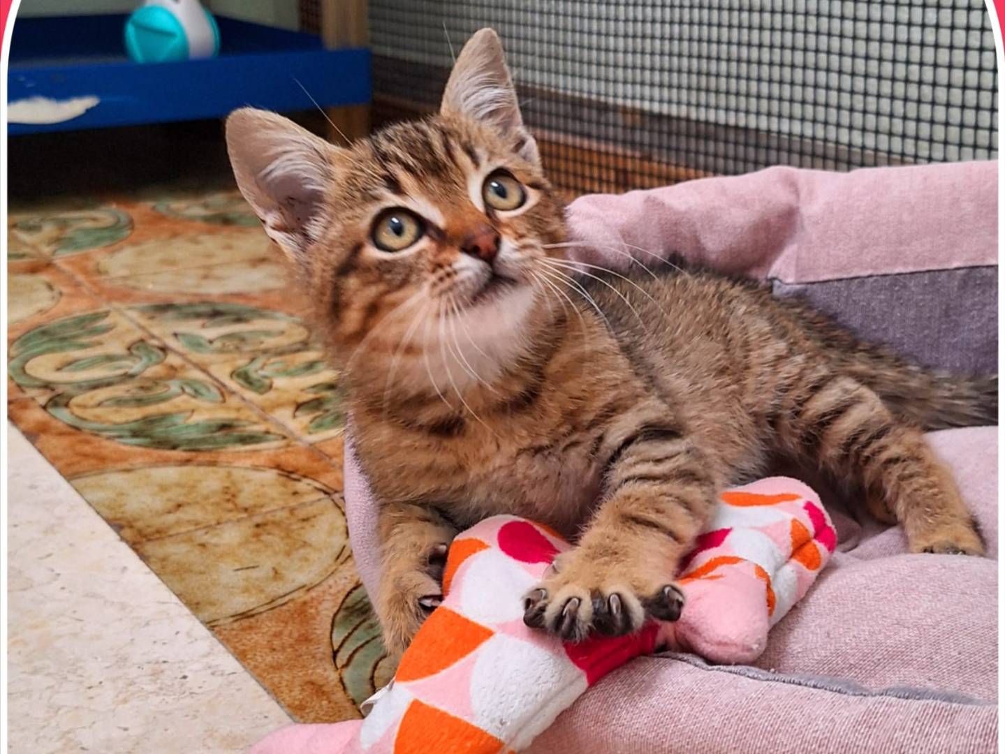 Adozione gatto, femmina, Razza sconosciuta Razza sconosciuta, 1 mesi, taglia non valida, Milano